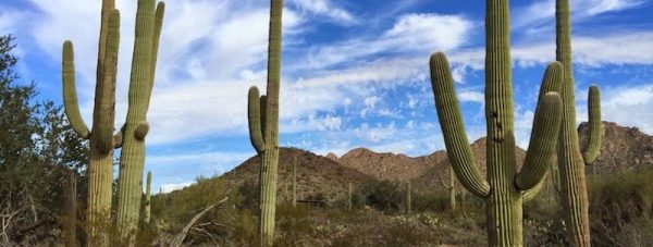 saguaro cactus